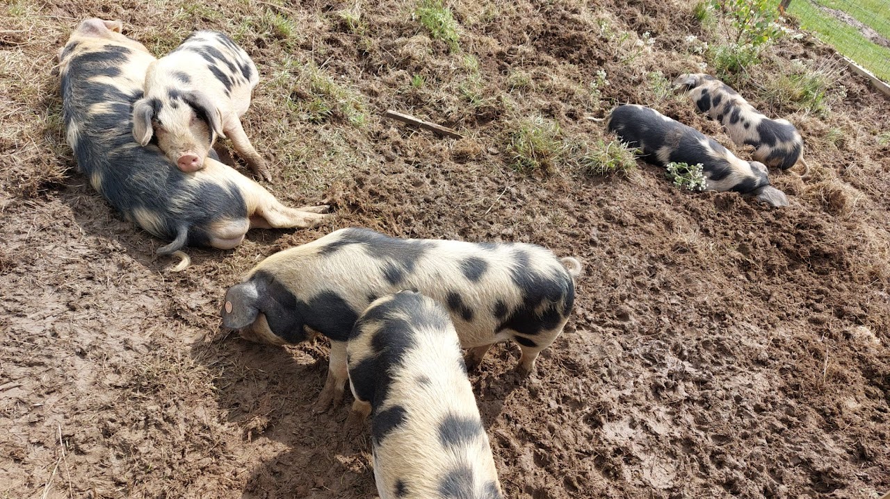 pigs-farming-scotland
